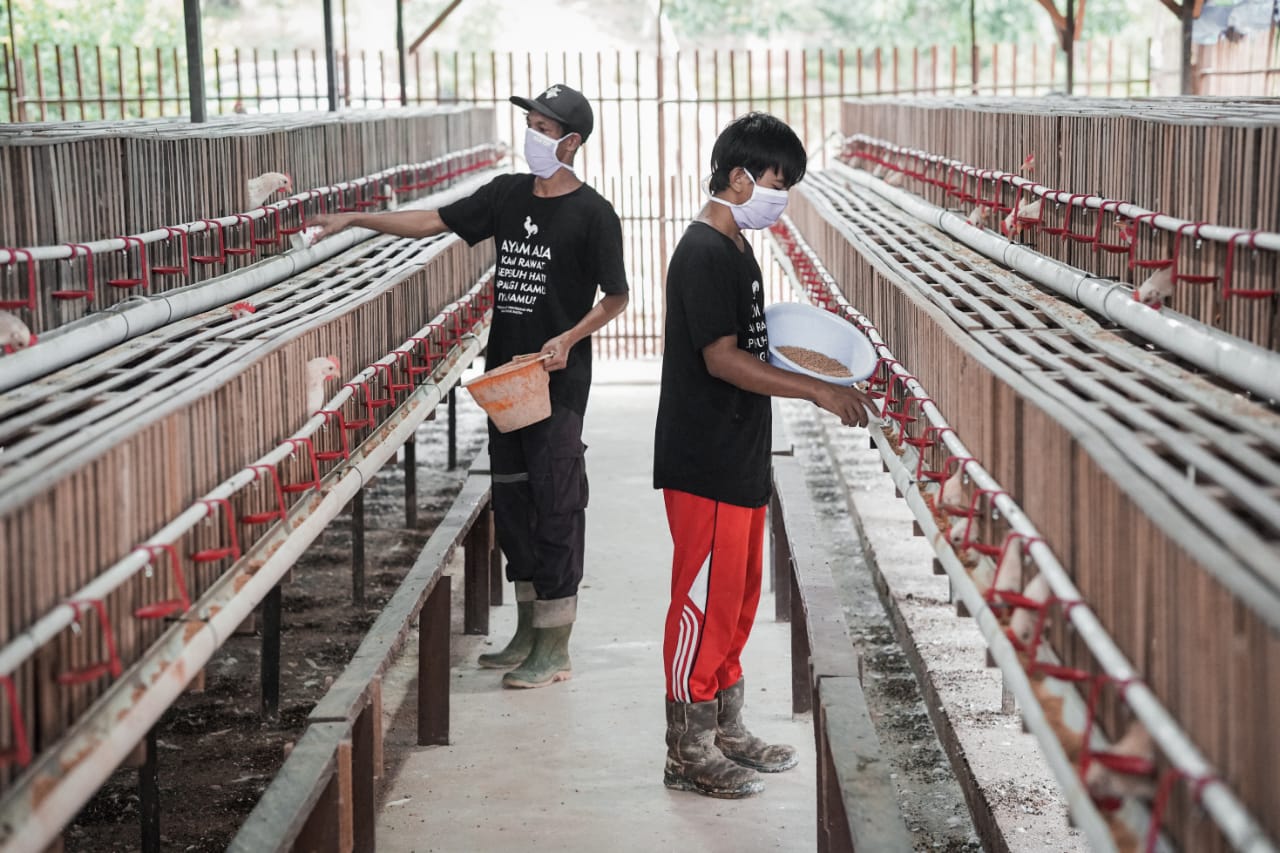Berdayakan Pemuda Loktuan, Pupuk Kaltim Gagas Usaha Ternak Ayam Terintegrasi