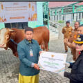 Sapi Kurban Presiden di Bontang Dipotong Pertama, Bobotnya 732 Kilogram