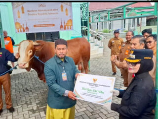 Sapi Kurban Presiden di Bontang Dipotong Pertama, Bobotnya 732 Kilogram