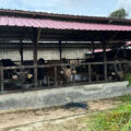 Harga Sapi Kurban di Bontang Naik, Penjual Sebut Ongkos Kirim Jadi Penyebab