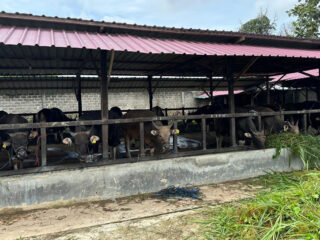 Harga Sapi Kurban di Bontang Naik, Penjual Sebut Ongkos Kirim Jadi Penyebab